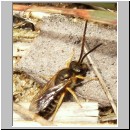 Halictus cf confusus - Furchenbiene m04 7mm.jpg